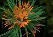 Cliff Paintbrush, Castilleja rupicola